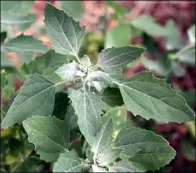 Ce légume aime les arrosages réguliers. Vous aurez tout autant de plaisir à le regarder dans votre jardin qu'à en consommer les jeunes pousses crues ou cuisiner les plus âgées. Quel est son nom ?
