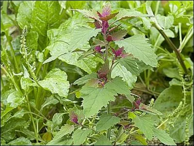 Cette plante est ornementale et comestible. N'hésitez pas à la cuisiner comme le précédent légume, d'ailleurs est-il de la même famille ?