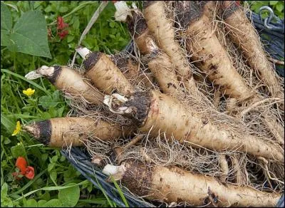 Jolies racines que l'on peut assaisonner de ciboulette et transformer en savoureux beignets.
Quelles sont-elles ?