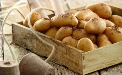 Sa chair, ferme, est de couleur jaune pâle ; cette pomme de terre porte le nom d'une marquise. Cuisinez-la à la vapeur et pour des salades.