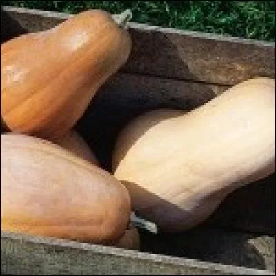 Si vous aimez la confiture de courge, faites-la avec une variété que l'on cultive aisément dans le Berry.