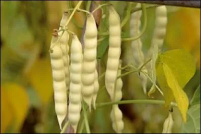 Quelle est la particularité des grains de ce haricot dont la croissance est particulièrement rapide ?