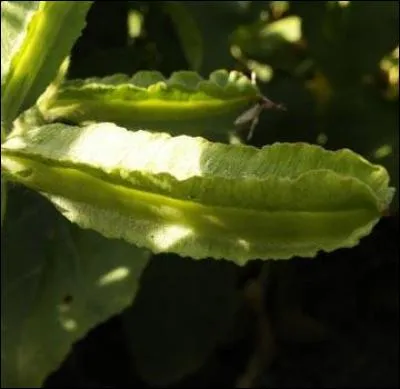 Les fleurs de ce légume sont magnifiques et d'un rouge éclatant, lui, on le dit asperge. Quel est-il ?