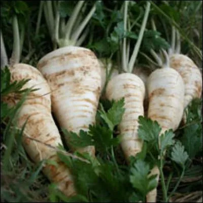 Quel légume, surtout cultivé pour ses racines, allez-vous cuisiner afin d'en savourer le goût assimilable à la fois au panais et au céleri-rave ?