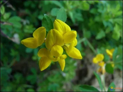 Que va recueillir la jeune fille ?
