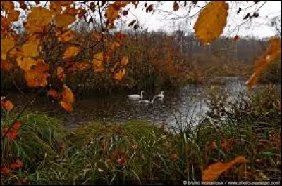 C'est alors que les perles de pluie, brillantes et rondes, vont allé grossir le cour du ruisseau. Combien y a-t-il de fautes ?