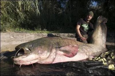 Quelle est la taille de ce poisson ?
(C'est le plus grand silure pêché du monde)