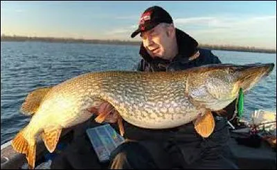 Quelle est la taille du plus grand brochet pêché en France ? (la photo de ce beau poisson ne correspond pas au record de France !)