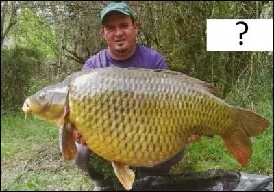 Quel est le poids de cette carpe (sur la photo) ?