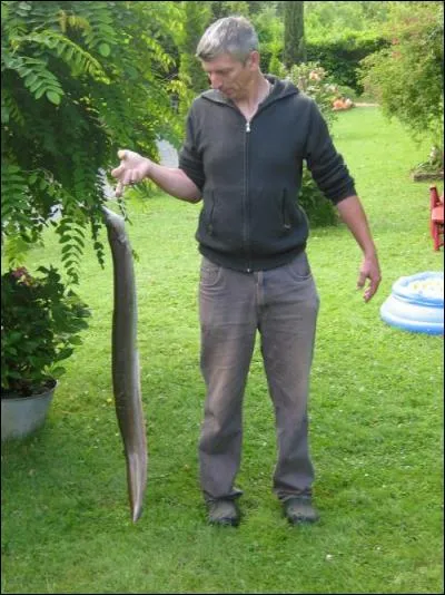 Quel est le poids de cette anguille (sur la photo) ?