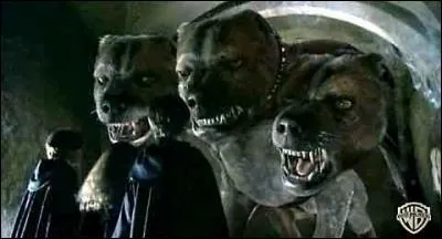 Dans le 1, qu'utilisent Harry, Hermione et Ron pour endormir Touffu ?