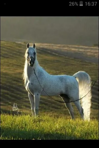 Pourquoi faut-il graisser les sabots ?