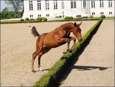 L'ordre du saut est :