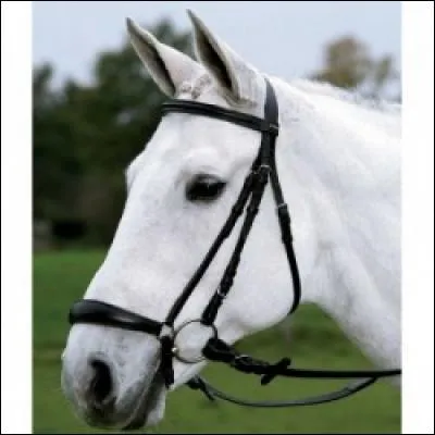 Le filet est-il ajusté ?