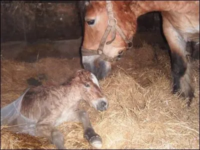 La litière absorbe-t-elle l'urine ?