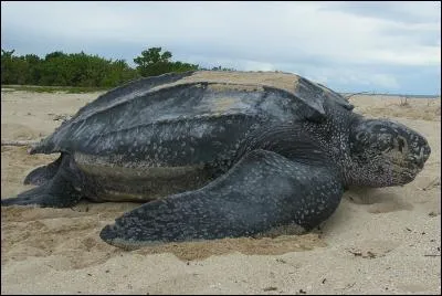 Je suis la plus grande espèce de tortue marine, saurez-vous dire comment je m'appelle ?