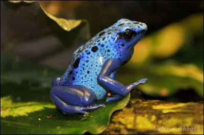 Je suis une dendrobate bleue, mais savez-vous où je vis ?