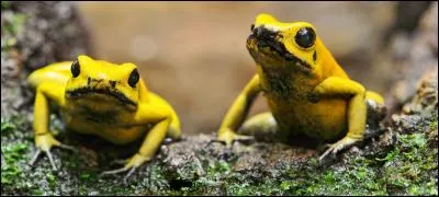 Moi, je vis en Colombie, connaissez-vous mon nom ?