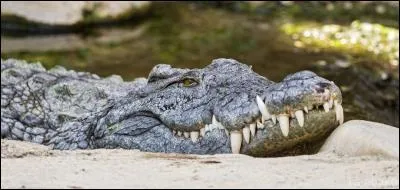Je suis un crocodile du Nil, savez-vous combien de temps, je peux rester sous l'eau sans respirer ?