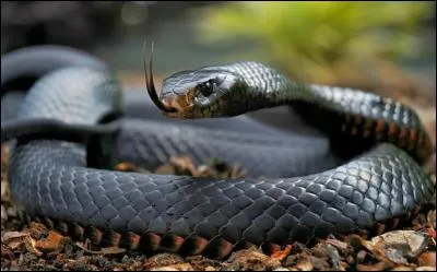 Je suis un des serpents les plus dangereux d'Afrique, connaissez-vous mon nom?