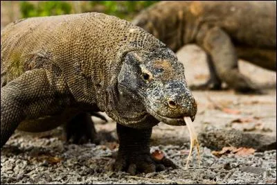 Je suis le plus gros des lézards vivants, savez-vous comment je m'appelle ?