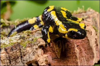 Moi, je suis la salamandre, connaissez-vous mon incroyable particularité ?