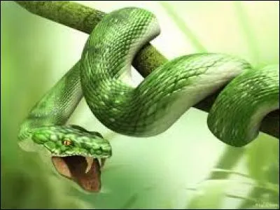 Comment dit-on serpent en anglais ?