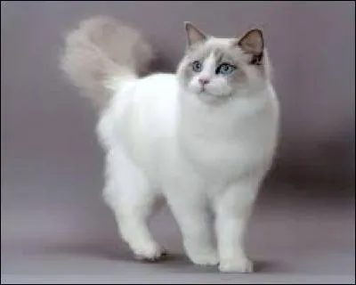 Quel est le nom de cette race de chat ?