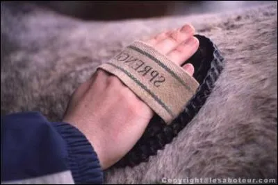 Quel est le matériel indispensable pour faire un beau pansage ?