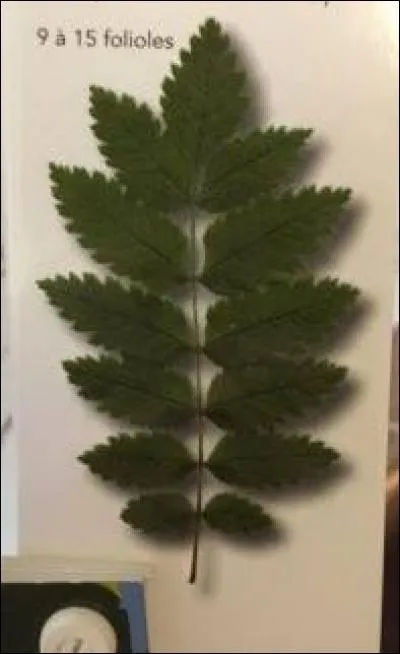 De quel arbre provient cette feuille ?