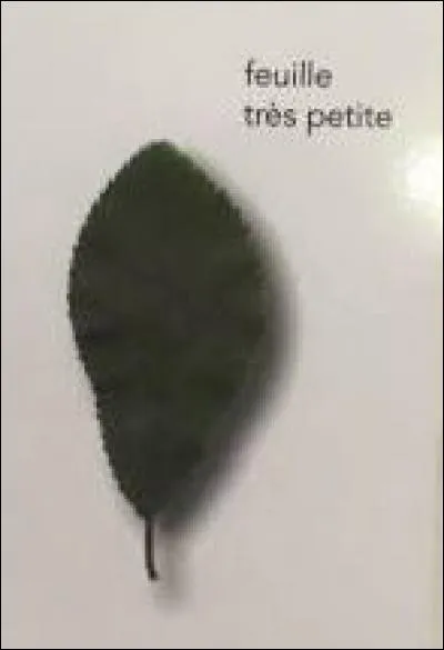 De quel arbre provient cette feuille ?
