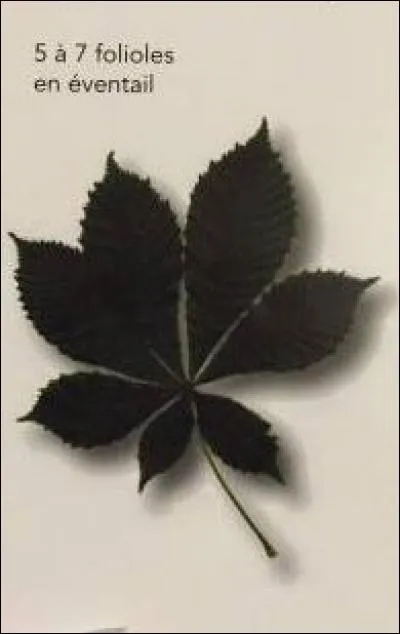 De quel arbre provient cette feuille ?