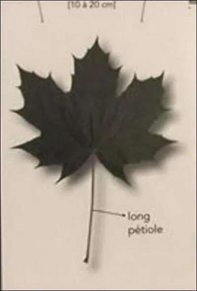 De quel arbre provient cette feuille ?