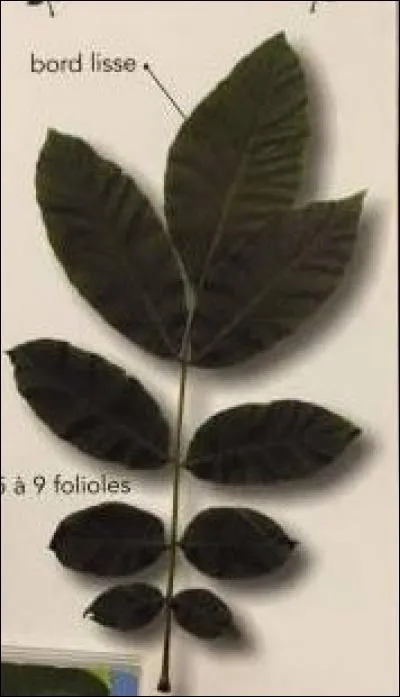 De quel arbre provient cette feuille ?