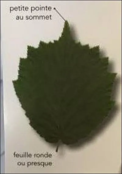 De quel arbre provient cette feuille ?