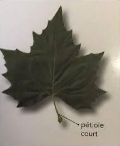 De quel arbre provient cette feuille ?