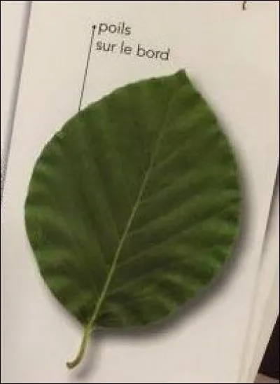 De quel arbre provient cette feuille ?