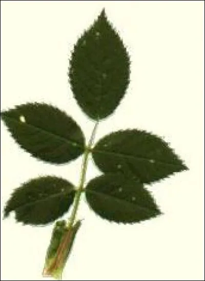 De quel arbre provient cette feuille ?