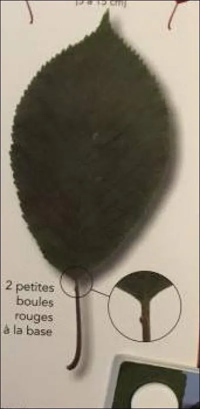 De quel arbre provient cette feuille ?