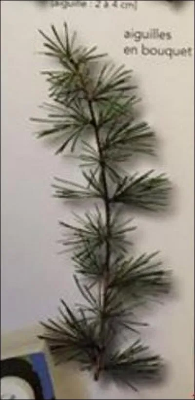 De quel arbre provient cette feuille ?