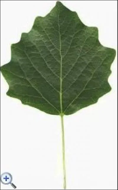 De quel arbre provient cette feuille ?