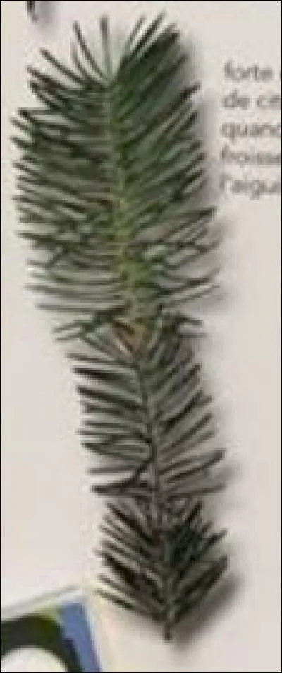 De quel arbre provient cette feuille ?