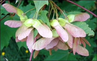 A quel arbre appartient ce fruit ?