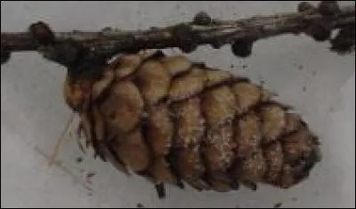 A quel arbre appartient ce fruit ?