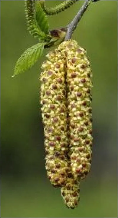 A quel arbre appartient ce fruit ?