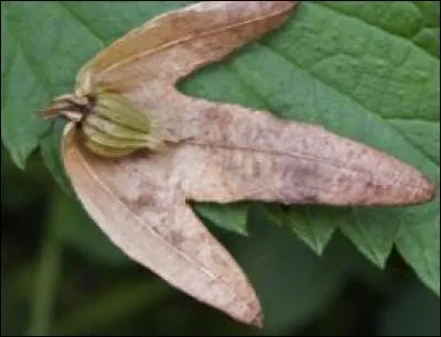 A quel arbre appartient ce fruit ?
