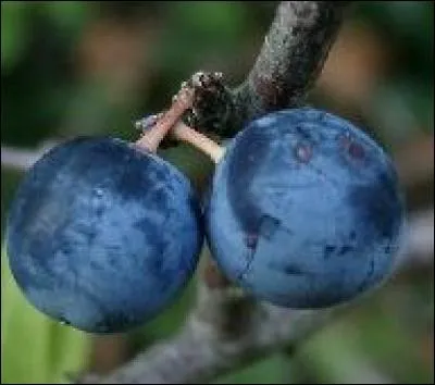 A quel arbre appartient ce fruit ?