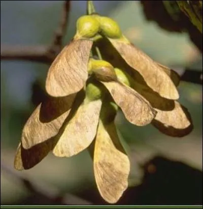 A quel arbre appartient ce fruit ?
