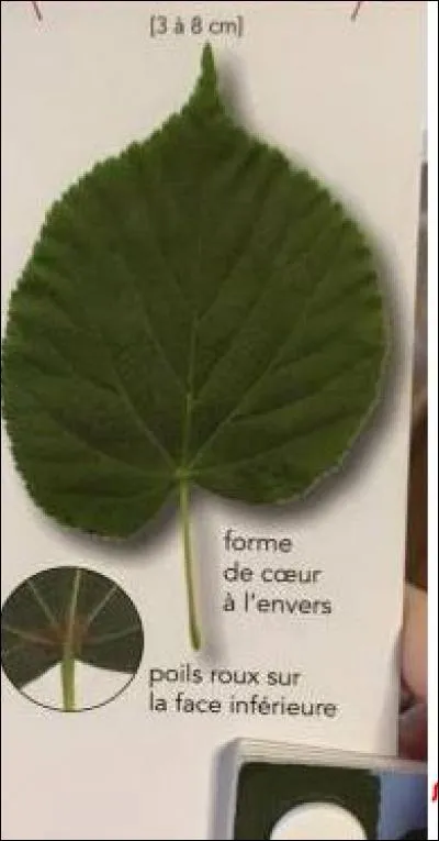 De quel arbre provient cette feuille ?