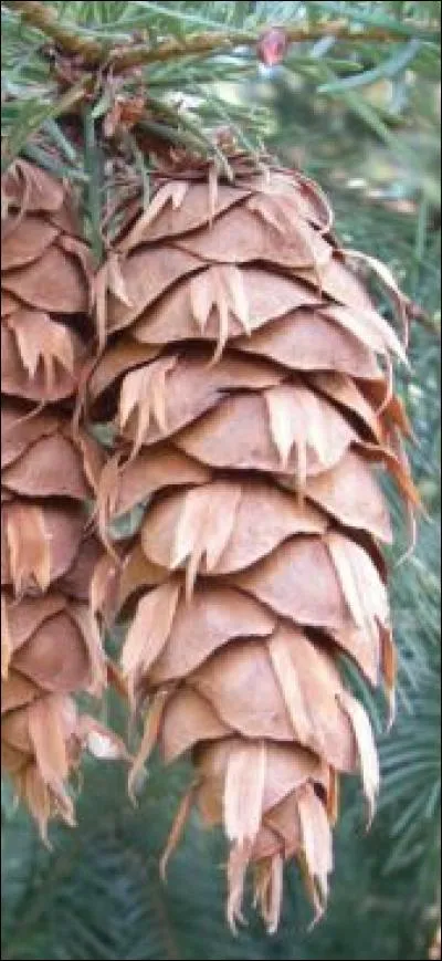 A quel arbre appartient ce fruit ?